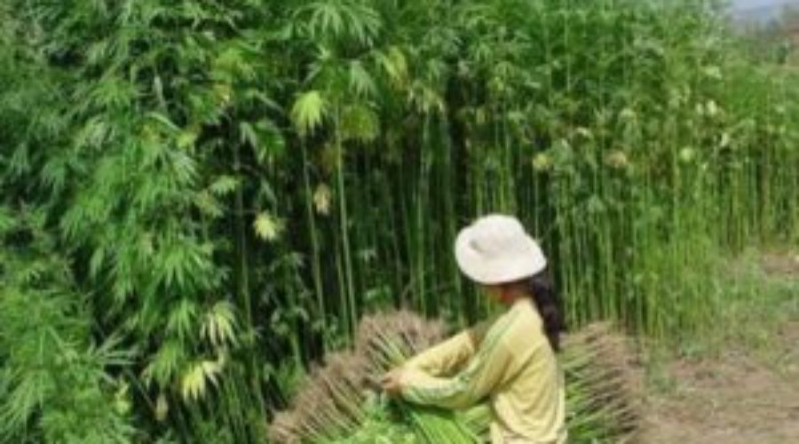 It Is Time for Hemp