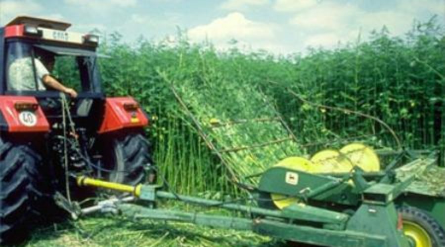 Your Hemp Business in Florida