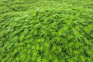 Full shot of Cannabis plants