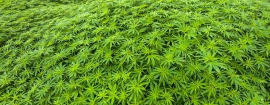 Full shot of Cannabis plants