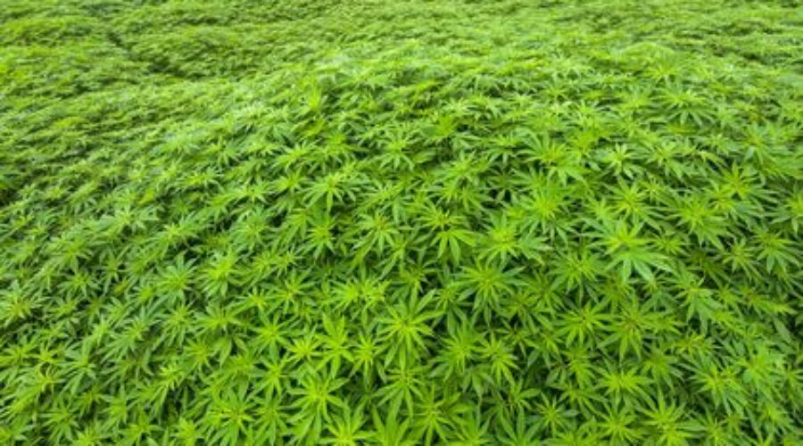 Full shot of Cannabis plants