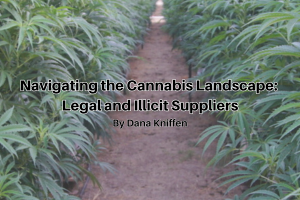 Navigating the Cannabis Landscape