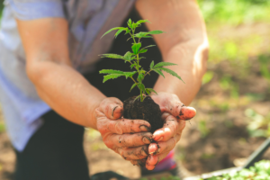 cultivating plants is a change from that fast pace of modern life