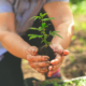The Healing Garden –
