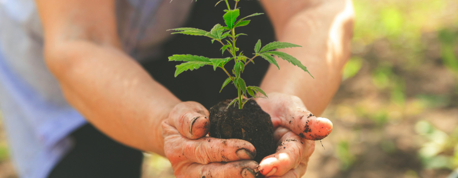 cultivating plants is a change from that fast pace of modern life