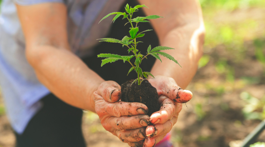 cultivating plants is a change from that fast pace of modern life